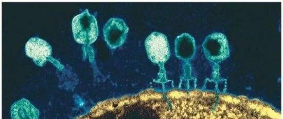 Science：重大进展！肠球菌噬菌体竟可增强癌症免疫治疗的疗效