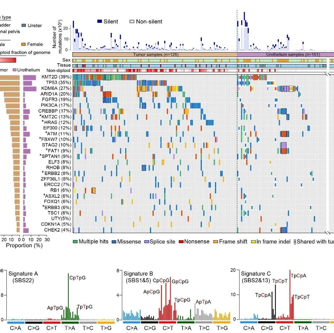Science | 白凡/徐涛课题组合作揭示癌旁正常上皮组织存在大量突变及克隆扩增