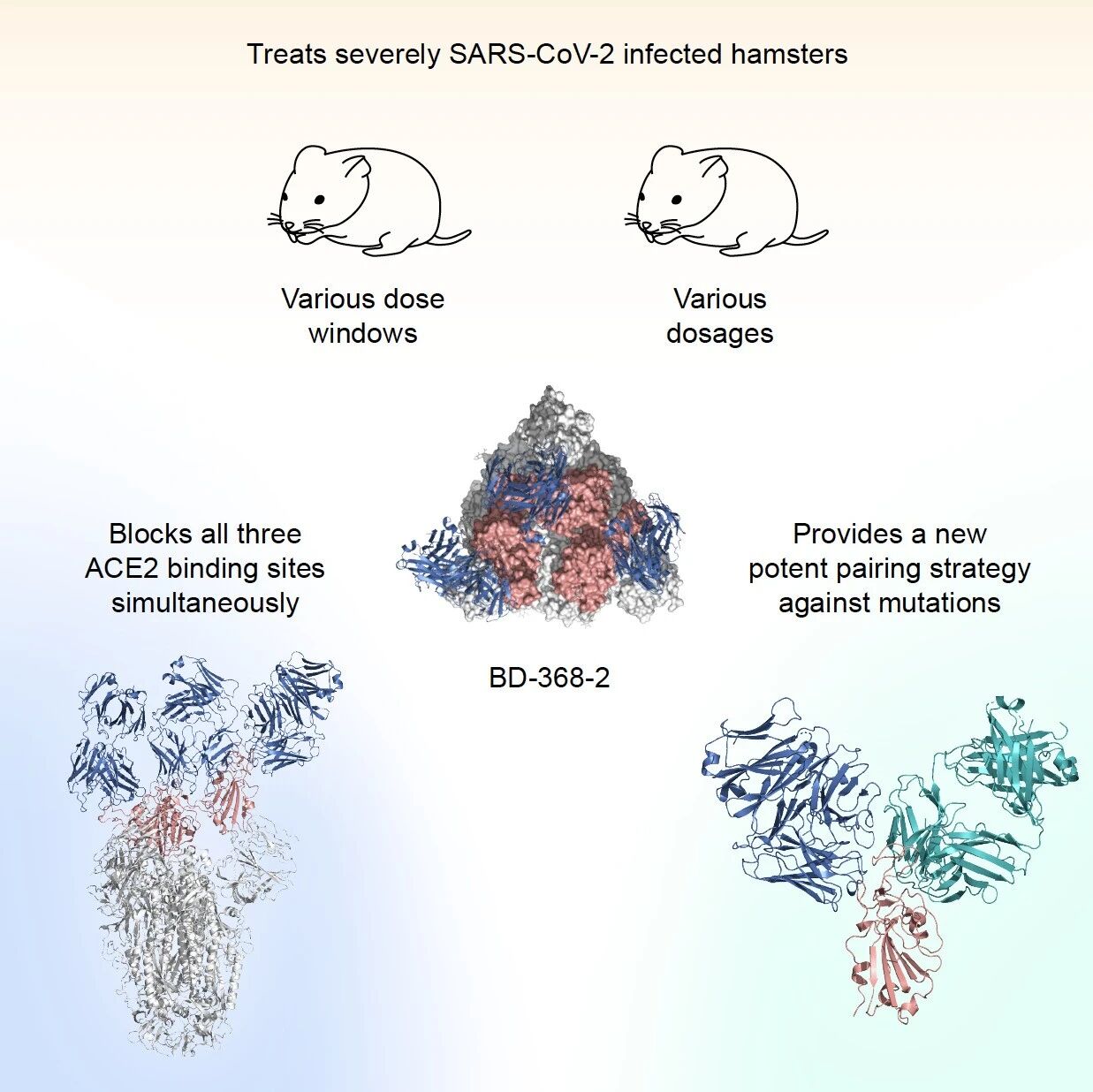 北大结构生物学与抗体研发团队再度联合中国医科院动研所揭示新冠中和抗体功效和机制