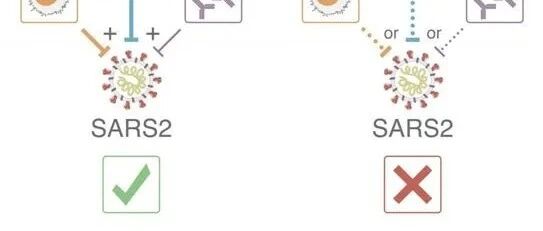 Cell：揭示T细胞在控制SARS-CoV-2和降低COVID-19严重程度方面发挥着主导作用