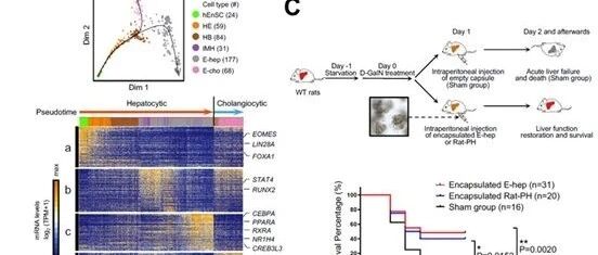 Cell Reports | 徐成冉课题组和合作者实现规模化产生功能化且可移植的肝系细胞