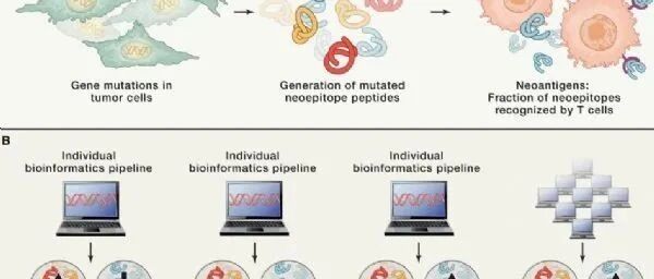 Cell解读！识别肿瘤新抗原靶点用作开发新型的抗癌免疫疗法！