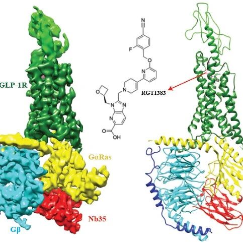 Cell Research:人源胰高血糖素受体小分子全激动剂结构与功能研究取得突破进展
