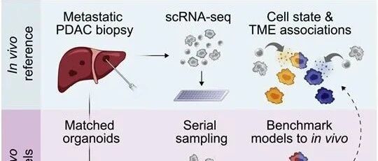 Cell：癌细胞存在三种状态！检测它们的状态可以揭示药物敏感性