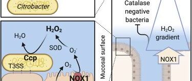 Cell子刊：颠覆现有理论！过氧化氢让肠道细菌远离结肠内壁