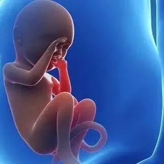 Nature:溯本求源! 人类胎儿骨髓中血细胞和免疫细胞如何形成的？