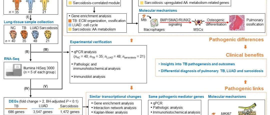 中国科学院微生物研究所刘翠华课题组揭示肺结核、肺腺癌及肺结节病的分子病理学相关性和标志物