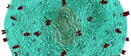 Nature|重磅揭示导致1型糖尿病的细胞元凶——T细胞不断被替换导致的！