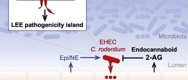 Cell：利用体内产生的内源性大麻素对抗肠道感染