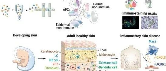 Science论文解读！揭示湿疹和牛皮癣的发育起源