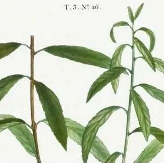 希波克拉底与柳树皮? 你所知道的阿司匹林的历史知识可能是错误的！