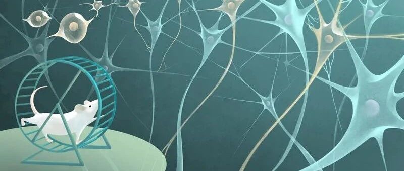 最新|运动+神经干细胞移植治疗脑卒可加快受损神经环路重建，运动功能恢复!