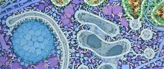 Nature深度解读！揭秘缺乏营养的饥饿细胞回收细胞内部组分的分子机制！