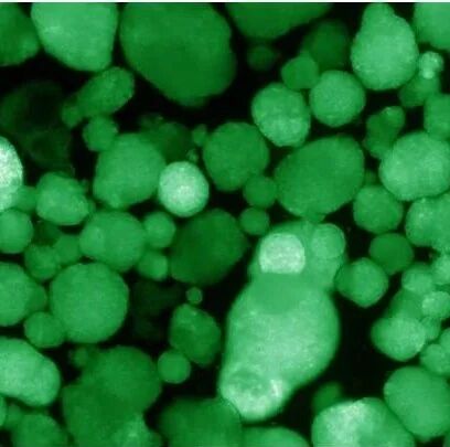 Nature：重磅！首次开发出免疫躲避的人类胰岛样细胞簇，有望用于治疗1型糖尿病