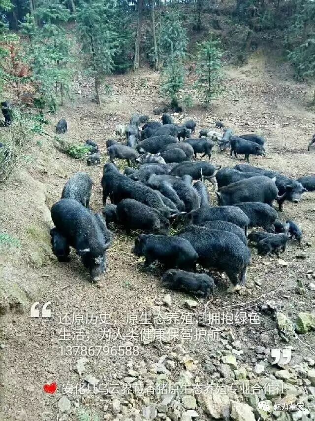 乌云界藏香猪原生态养殖专业合作社
