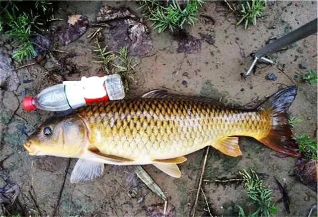 佳钓尼渔具夏季野钓大鲤鱼牢记这3个细节