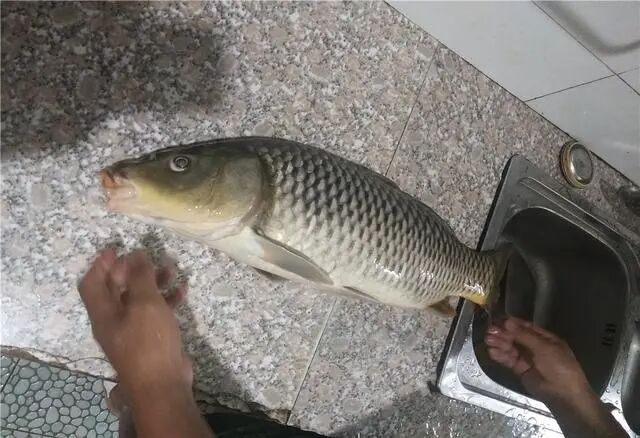 佳钓尼渔具夏季野钓大鲤鱼牢记这3个细节