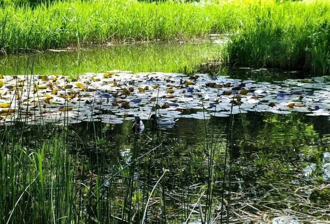 钓了500斤野鱼的大师 首次透露钓草的秘诀 建议收藏 佳钓尼渔具天猫旗舰店