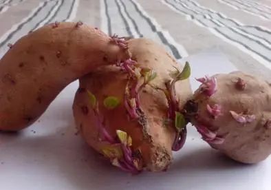 烤仁薯，烤紫薯，烤玉米价格_薯匠_薯客紫薯的价格