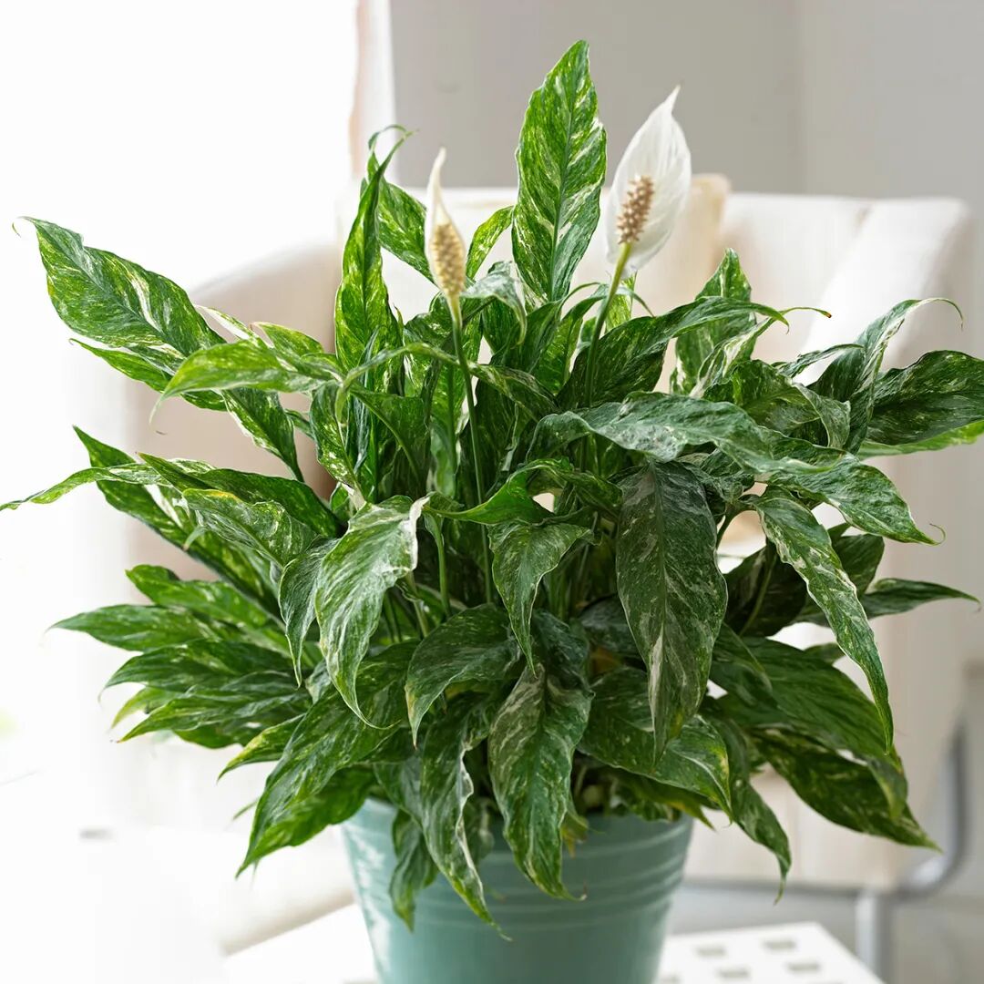 mature silver sword philodendron Philodendron 'Silver Sword'