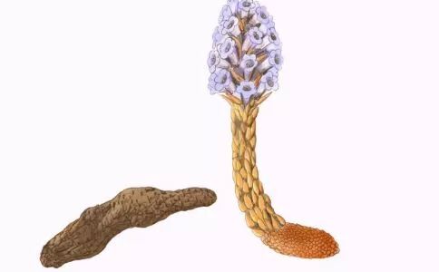 肾虚补肾这些食材和药材效果好