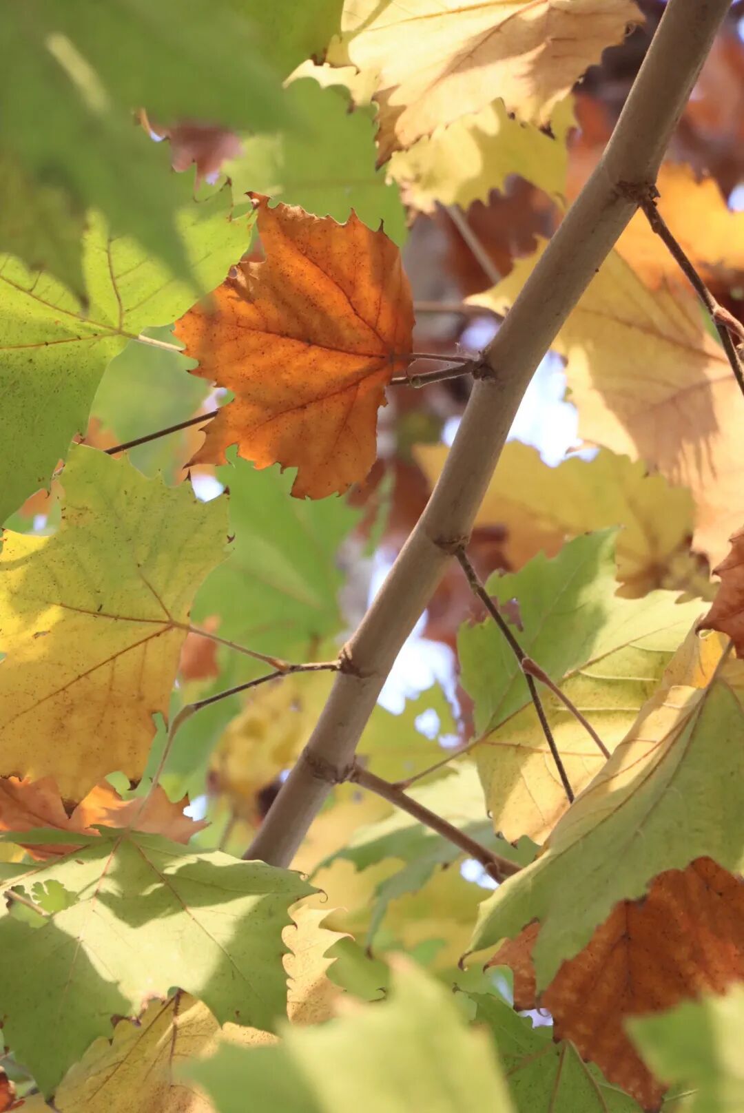 同华 | 至美深秋