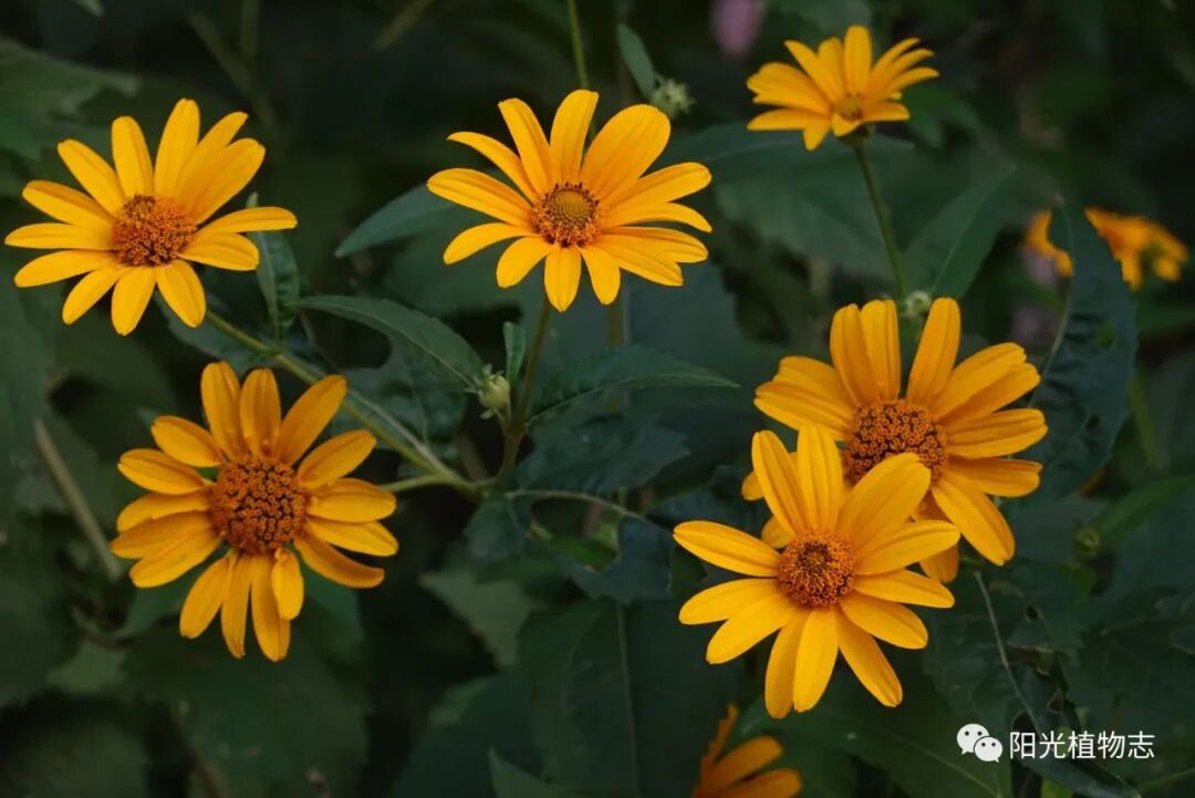 鬼子姜 这种咸菜的花居然这么美 阳光植物志 二十次幂