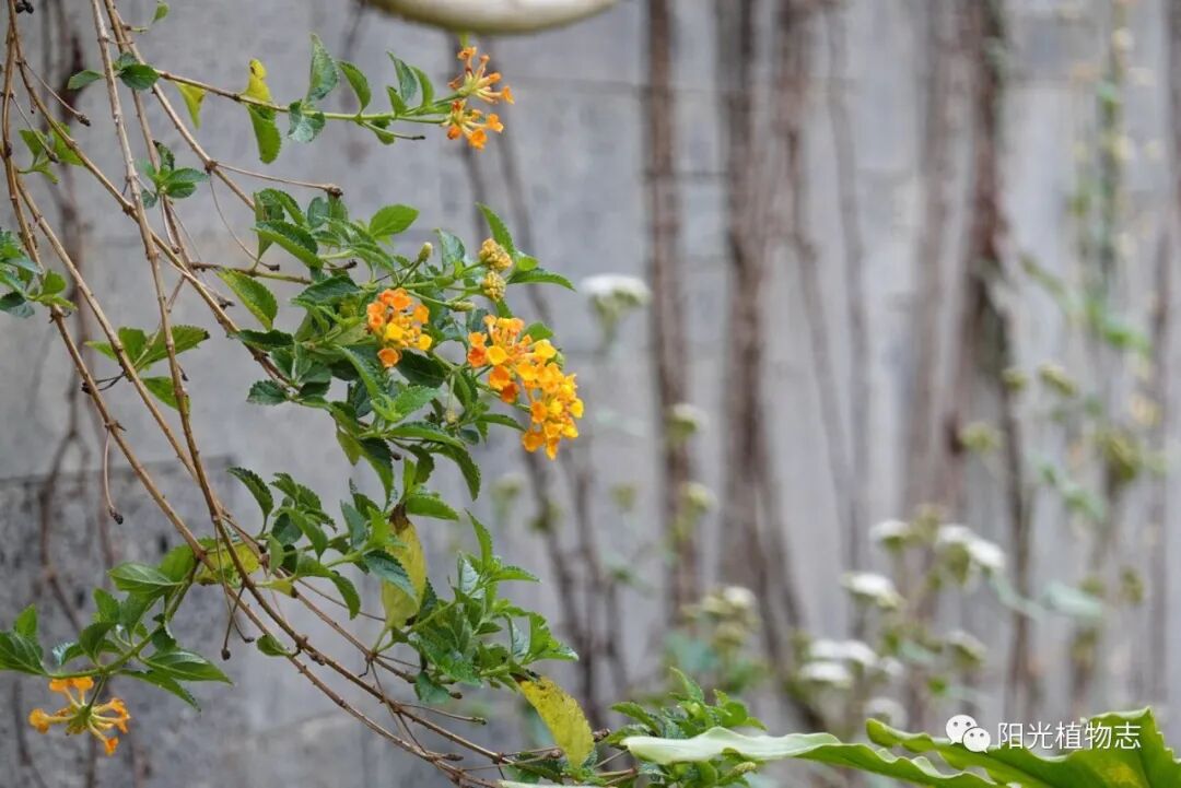 马缨丹 美女杀手 阳光植物志 二十次幂