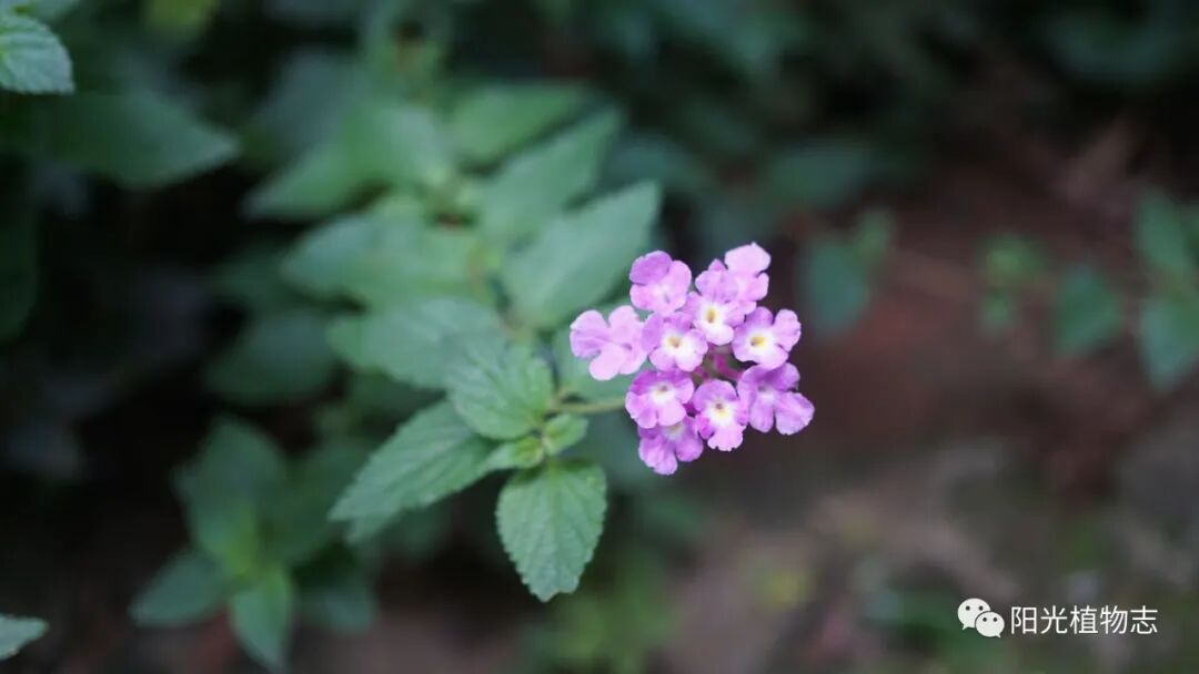 马缨丹 美女杀手 阳光植物志 二十次幂