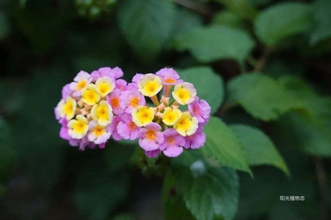 马缨丹 美女杀手 阳光植物志 二十次幂