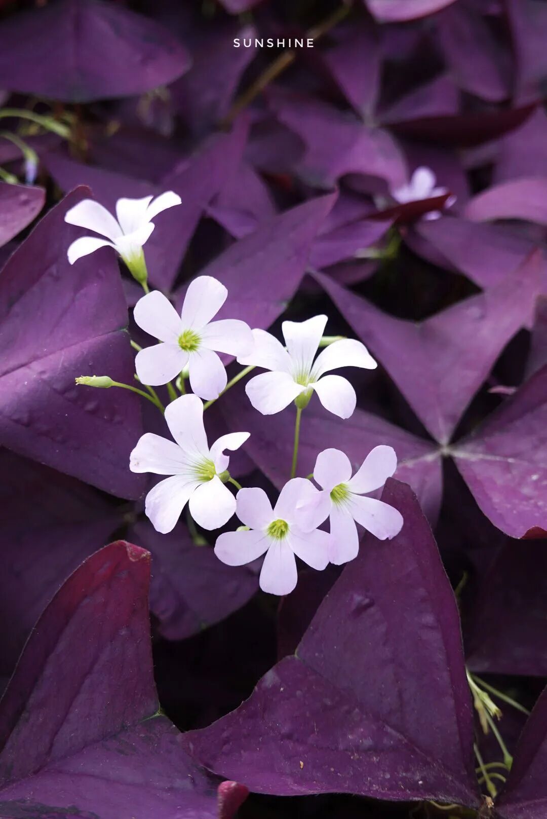 紫叶酢浆草 生活中的清纯和美好 阳光植物志 二十次幂