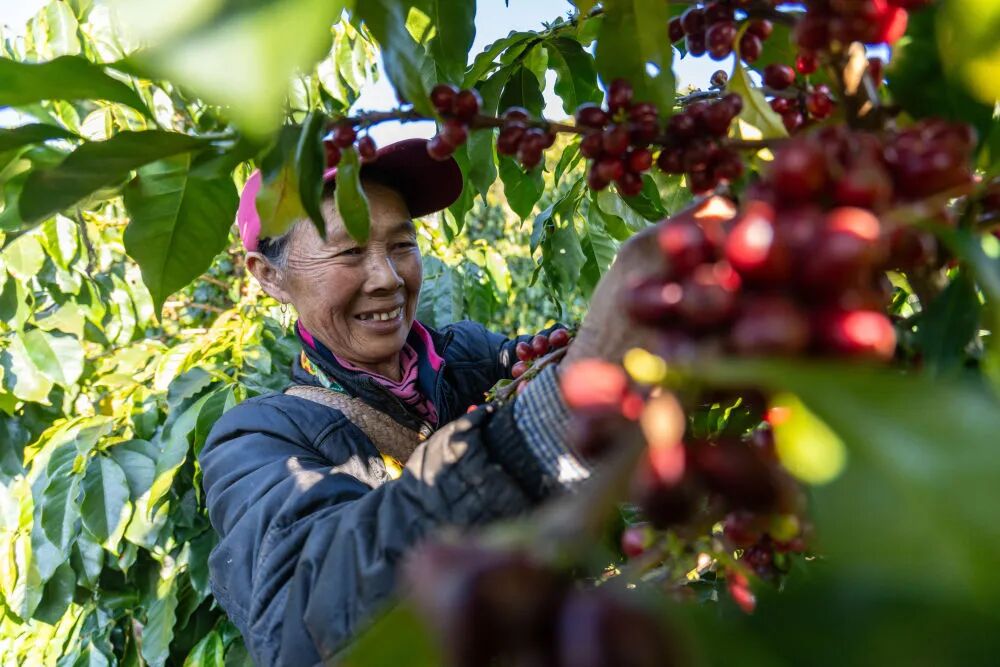 云南咖啡比赛__咖啡云南杯比赛流程