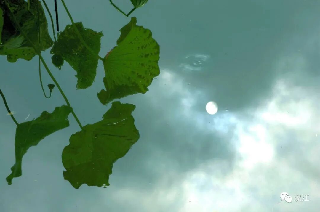 我的笔，画不出走失的乡音