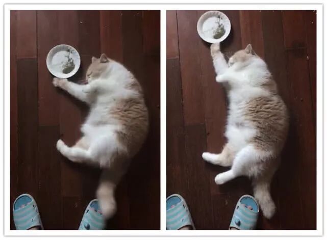 橘猫吸猫薄荷上头了 躺地上不断打滚 喵 满天都是小鱼干 叫我萌大大 微信公众号文章阅读 Wemp