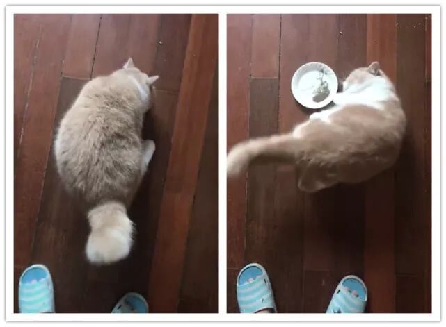 橘猫吸猫薄荷上头了 躺地上不断打滚 喵 满天都是小鱼干 叫我萌大大 微信公众号文章阅读 Wemp