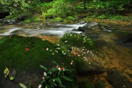 落花虽有意流水却无情_流水无心恋落花_落花流水春去也