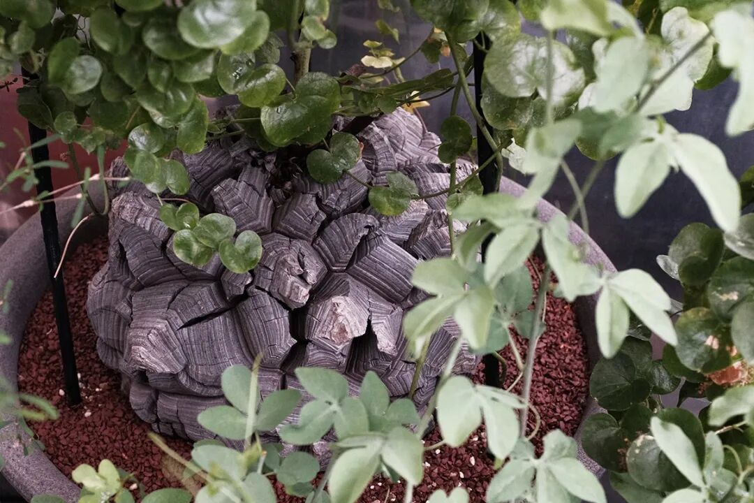 走访东洋块根植物名所 The Anatomy Of Exotic Plants 日本首部曲 Hypebeast 微信公众号文章阅读 Wemp