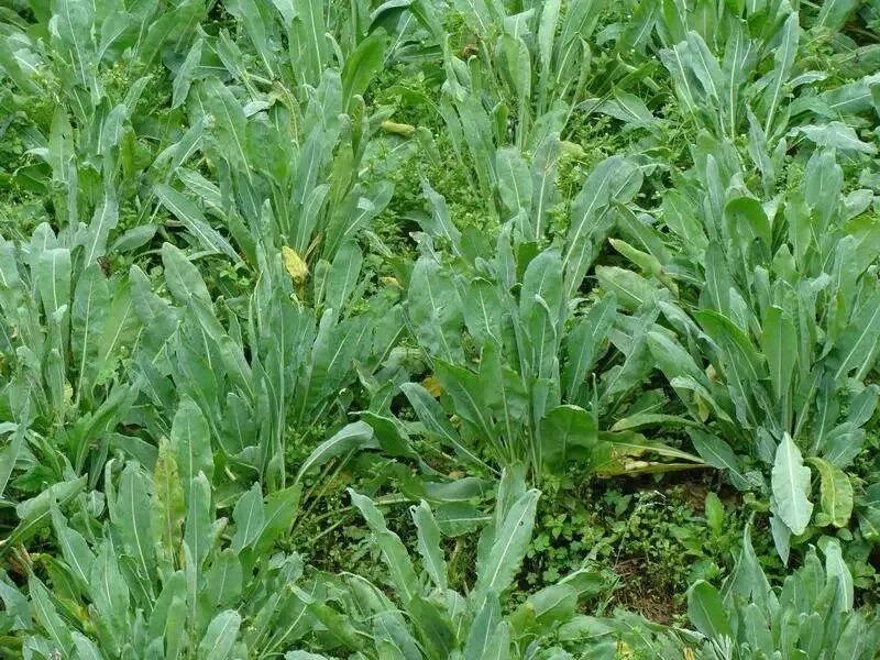 “万能神药”板蓝根颗粒，您真的了解吗？