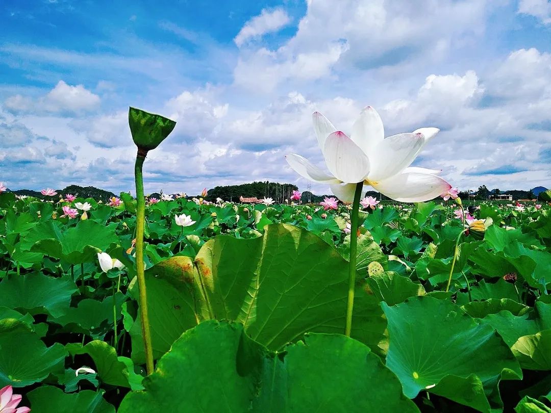 8月最佳旅行地推薦 | 國內最美的10個地方，每一個都美到窒息！ 旅遊 第4張