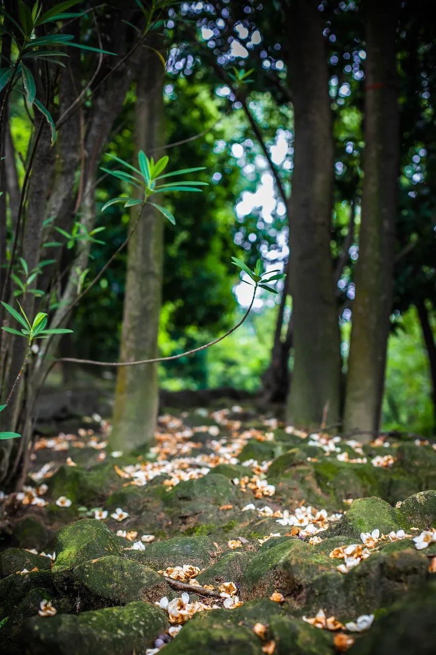 重庆，一座无法复制的城市