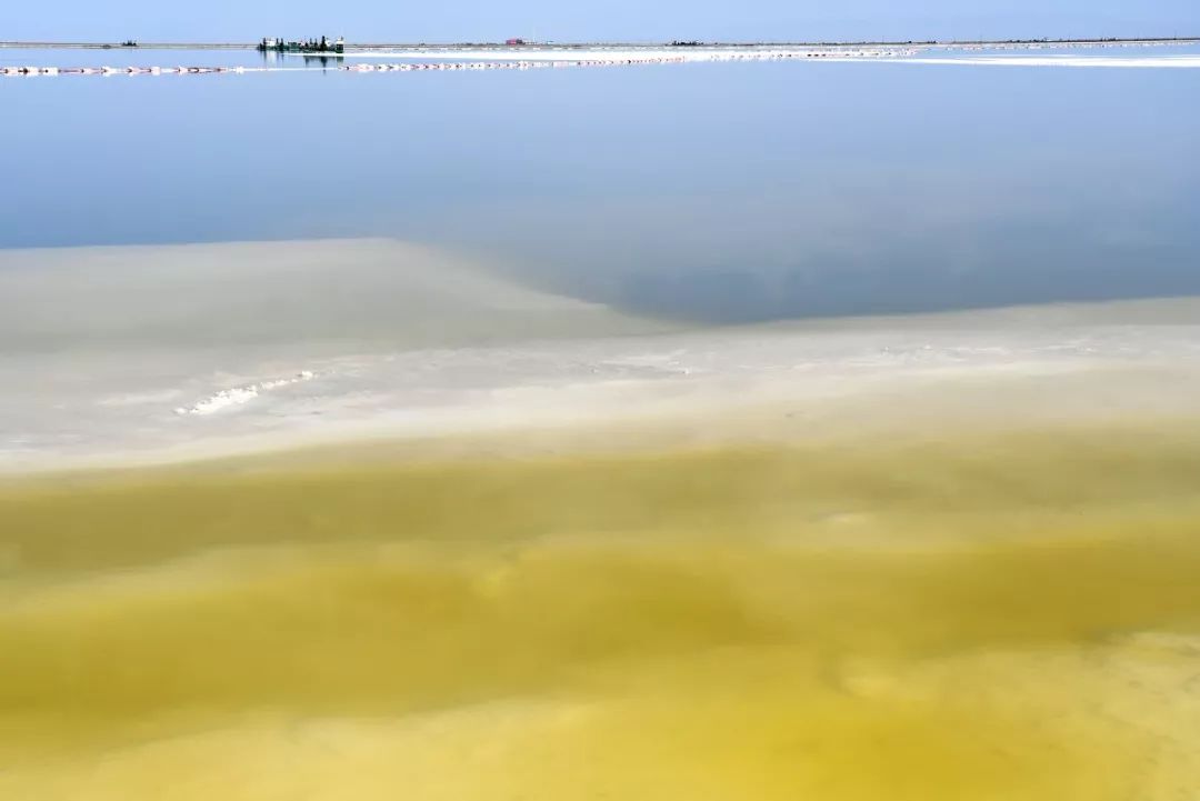 人人都知道青海湖邊的油菜花，卻很少知道那兩朵震撼世界的花！ 旅遊 第7張