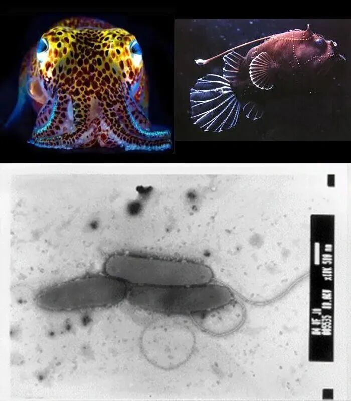 应用| 使用Microtox生物毒性分析技术评估石油钻井液毒性