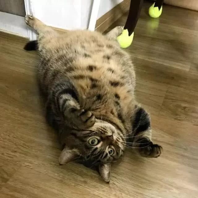 橘猫 为什么被说胖的只有我 明明狸花猫 奶牛猫也很胖 亲爱的铲屎官 微信公众号文章阅读 Wemp