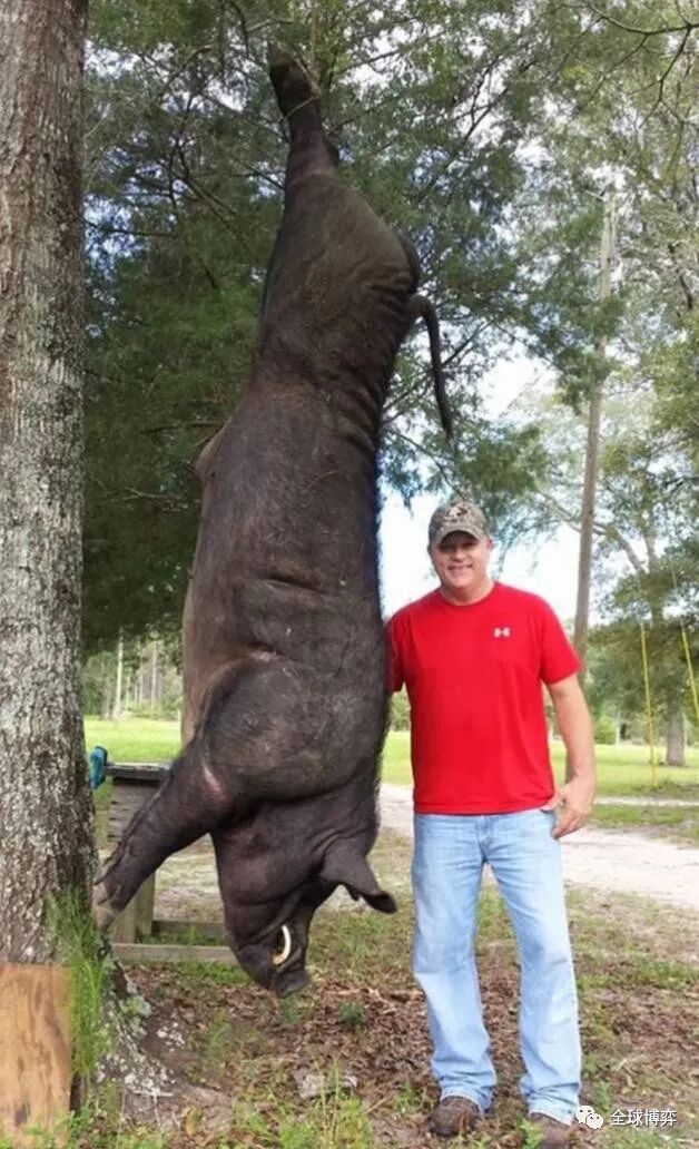 俄罗斯巨型野猪成灾重达2200斤敢咬大老虎传入中国怎么办