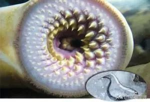 世间远古生物有哪些_世间远古生物都有哪些_世间远古生物