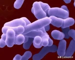 世间远古生物_世间远古生物都有哪些_世间远古生物有哪些
