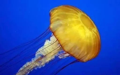 全球十大上亿年的远古生物们，你知道它们吗？