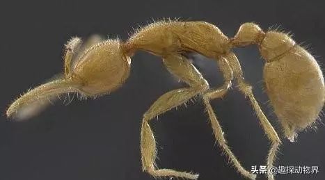 世间远古生物_世间远古生物都有哪些_世间远古生物有哪些