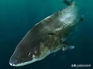 世间远古生物都有哪些_世间远古生物_世间远古生物有哪些