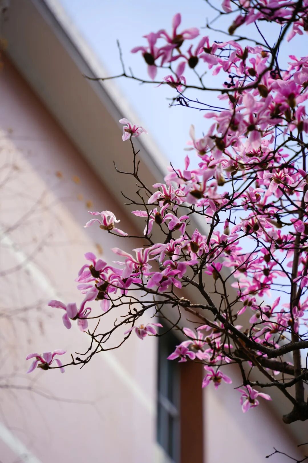 木兰花牛虹力 (20).jpg